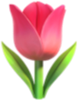 Tulip Symbol
