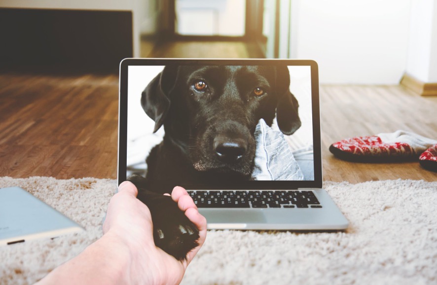 5 mejores aplicaciones de monitoreo de mascotas para Android y iOS